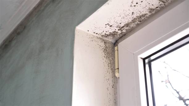Best Fast Mold Removal  in The College Of New Jersey, NJ