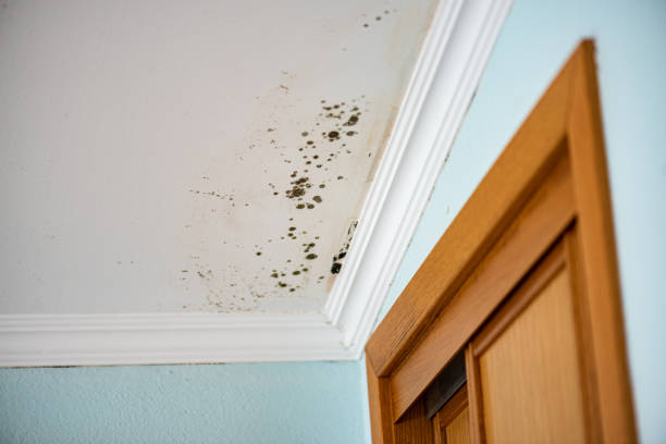 Best Residential Mold Removal  in The College Of New Jersey, NJ