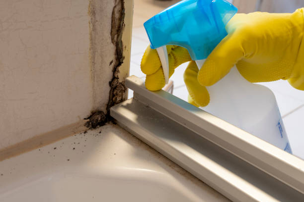 Best Mold Cleaning Services  in The College Of New Jersey, NJ