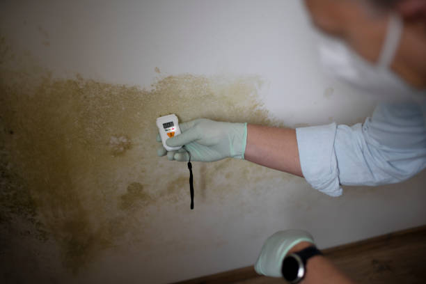 Best Home Mold Removal  in The College Of New Jersey, NJ