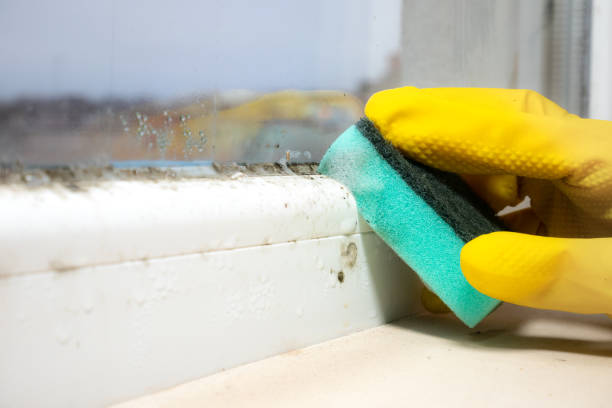 Mold Removal and Inspection in The College Of New Jersey, NJ