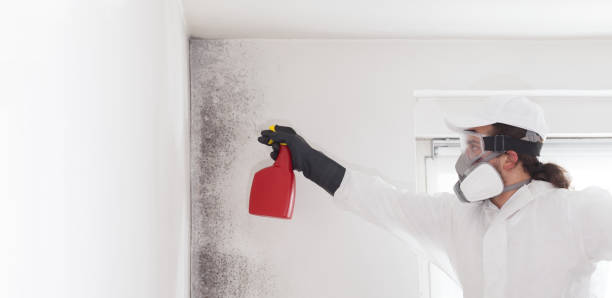 Best Toxic Mold Removal  in The College Of New Jersey, NJ